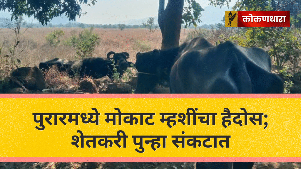पुरारमध्ये मोकाट म्हशींचा हैदोस; कडधान्य पिकांचे मोठे नुकसान