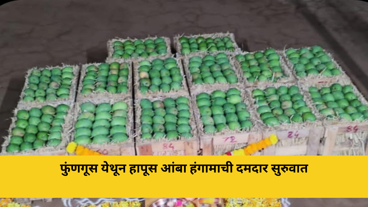 फुंणगूस येथून हापूस आंबा हंगामाची दमदार सुरुवात