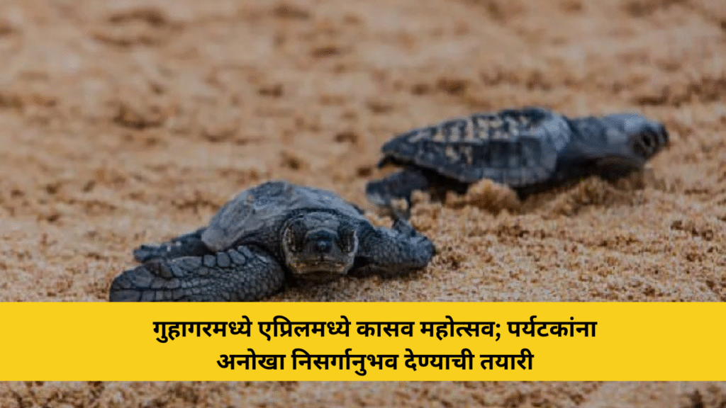 गुहागरमध्ये एप्रिलमध्ये कासव महोत्सव; पर्यटकांना अनोखा निसर्गानुभव देण्याची तयारी