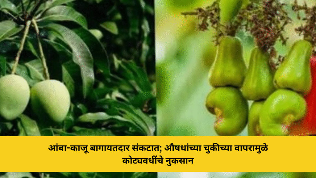 आंबा-काजू बागायतदार संकटात; औषधांच्या चुकीच्या वापरामुळे कोट्यवधींचे नुकसान